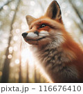 きつね　狐　キツネ 116676410