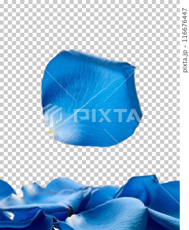 Falling blue rose petals 116676447