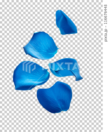 Falling blue rose petals 116676448