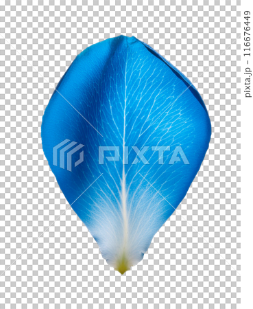 Falling blue rose petals 116676449