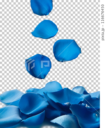 Falling blue rose petals 116676450
