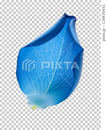 Falling blue rose petals 116676451