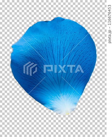 Falling blue rose petals 116676453