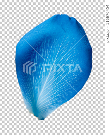 Falling blue rose petals 116676454