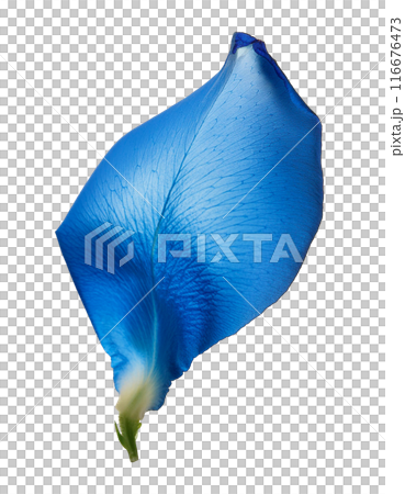 Blue rose petals 116676473