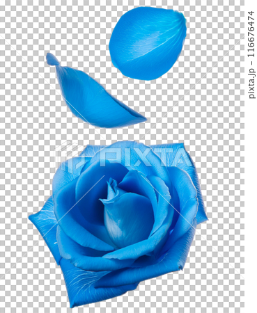 Blue rose petals 116676474