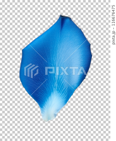 Blue rose petals 116676475