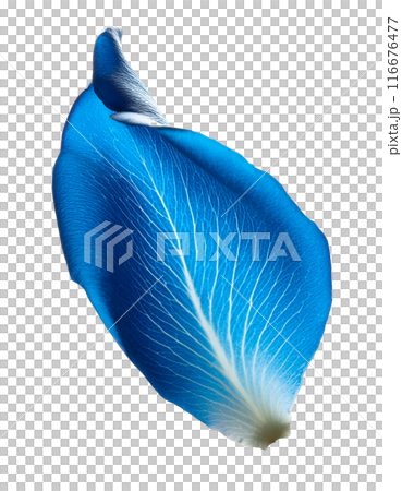 Blue rose petals 116676477