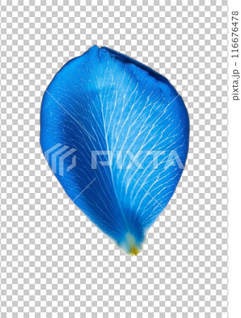 Blue rose petals 116676478