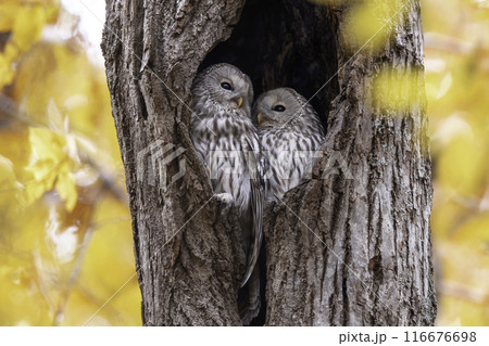 寄り添うエゾフクロウの夫婦 寄り添うエゾフクロウの夫婦 116676698
