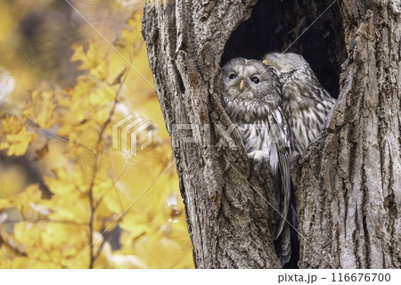 寄り添うエゾフクロウの夫婦 寄り添うエゾフクロウの夫婦 116676700
