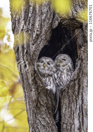 寄り添うエゾフクロウの夫婦 寄り添うエゾフクロウの夫婦 116676701