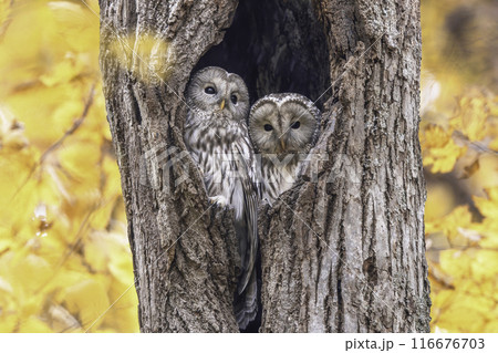 寄り添うエゾフクロウの夫婦 116676703