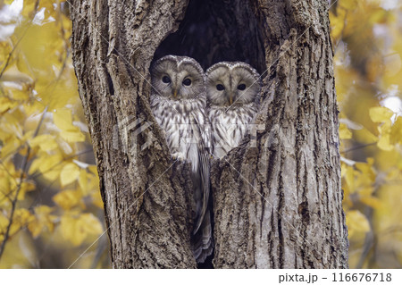 寄り添うエゾフクロウの夫婦 116676718