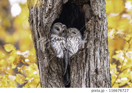 寄り添うエゾフクロウの夫婦 116676727