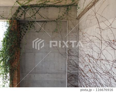 福岡市植物園の展望台壁面に伝う蔦　福岡県福岡市中央区小笹 116676916
