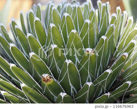 福岡市植物園の温室にあるサボテン　福岡県福岡市中央区小笹 116676963