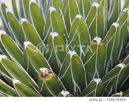 福岡市植物園の温室にあるサボテン　福岡県福岡市中央区小笹 116676964