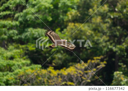 春、山バックに飛翔するカンムリワシ 116677342