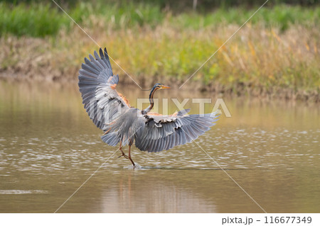 春、田んぼに着地するムラサキサギ 116677349