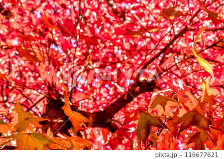 横浜の紅葉 116677621