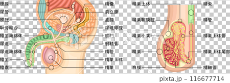 男性生殖器　構造　イラスト　日本語 116677714