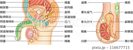 男性生殖器　構造　イラスト　中国語 116677715