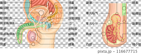 男性生殖器　構造　イラスト　中国語 116677715