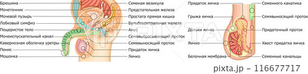 男性生殖器　構造　イラスト　ロシア語 116677717
