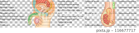 男性生殖器　構造　イラスト　ロシア語 116677717
