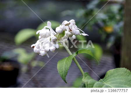 若い芽が食用になる多年草であるギンバイソウ【アジサイ科】 116677757