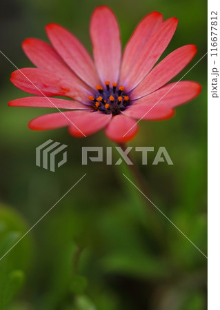 春の花壇に咲くケープマーガレットの花 春の花壇に咲くケープマーガレットの花 116677812