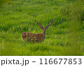 エゾジカ 116677853
