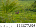 エゾジカ 116677856