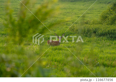 エゾジカ 116677856