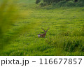 エゾジカ 116677857