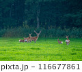 エゾジカ 116677861