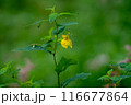 キツリフネ 116677864