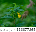 キツリフネ 116677865