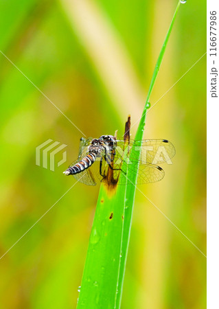 幻のトンボ　ハッチョウトンボ メス 116677986