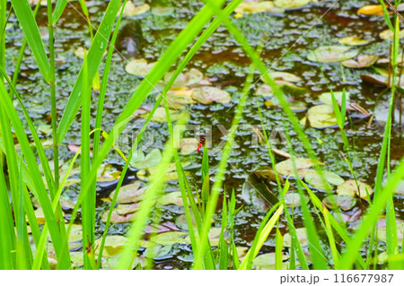 絶滅危惧種の 希少なハッチョウトンボ　オス 116677987