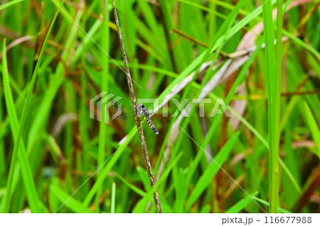 幻のトンボ ハッチョウトンボ メス 幻のトンボ ハッチョウトンボ メス 116677988