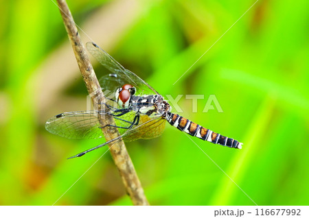 ハッチョウトンボ　メス　のクローズアップ　 116677992