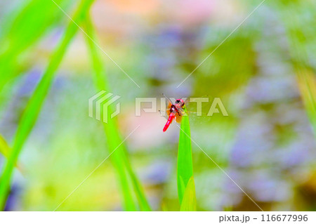 日本一小さなトンボ　ハッチョウトンボ　オス 116677996