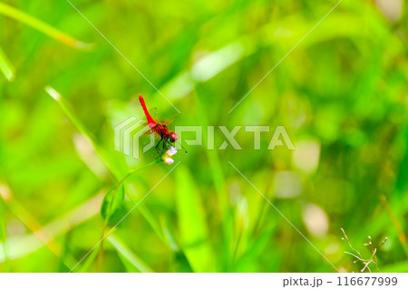 絶滅危惧種の 希少なハッチョウトンボ オス 絶滅危惧種の 希少なハッチョウトンボ オス 116677999