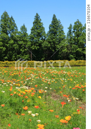 愛らしいアイスランドポピーが咲く春の生駒高原の風景 116678104