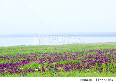 北海道野付半島にある花菖蒲の群生風景 北海道野付半島にある花菖蒲の群生風景 116678163