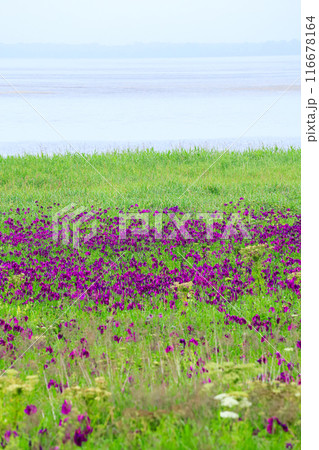 北海道野付半島にある花菖蒲の群生風景 北海道野付半島にある花菖蒲の群生風景 116678164