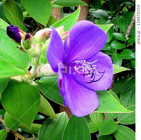 真夏の花シコンノボタン 真夏の花シコンノボタン 116678358