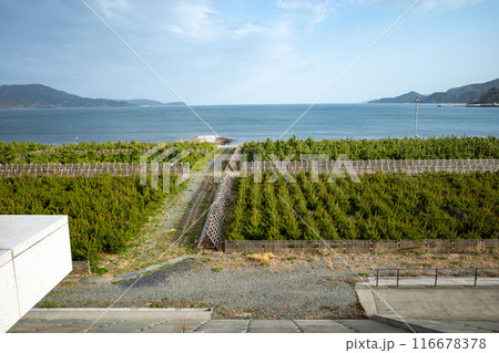 岩手県陸前高田市東日本大震災津波伝承館海を望む場 116678378